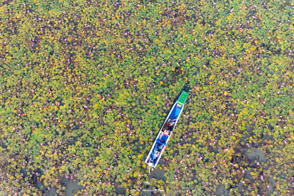 ทะเลบัวแดง