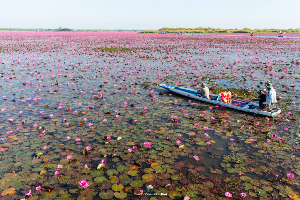 ทะเลบัวแดง