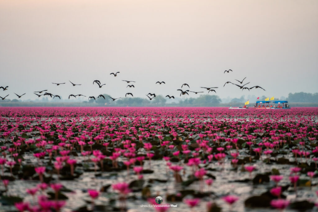 ทะเลบัวแดง