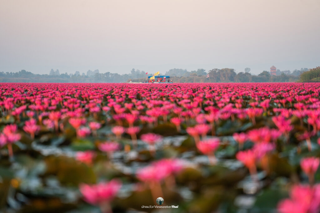 ทะเลบัวแดง