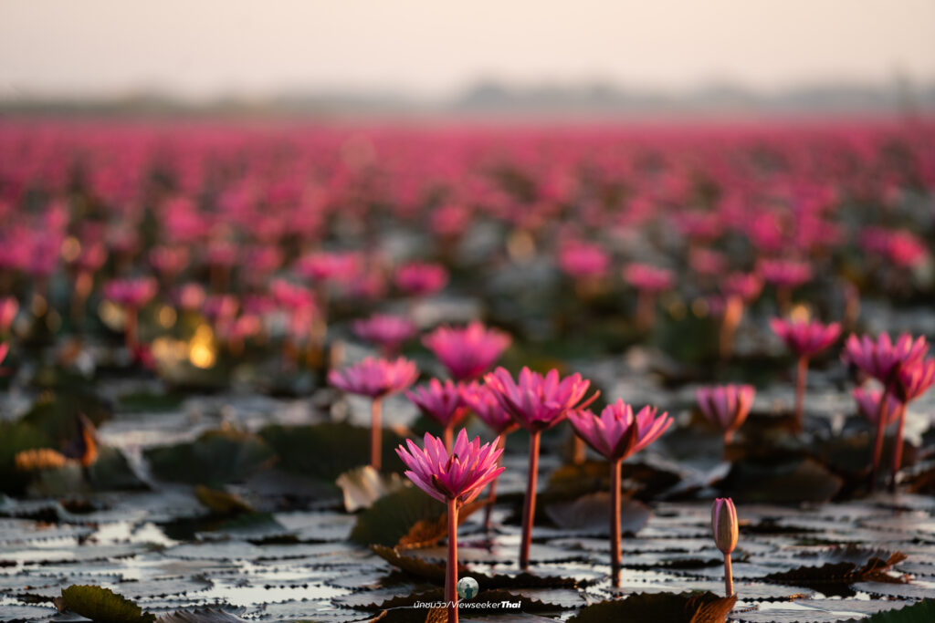 ทะเลบัวแดง