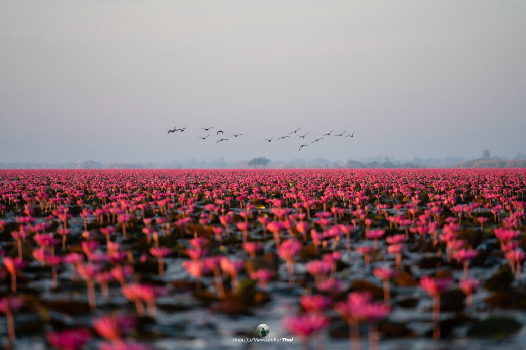 ทะเลบัวแดง