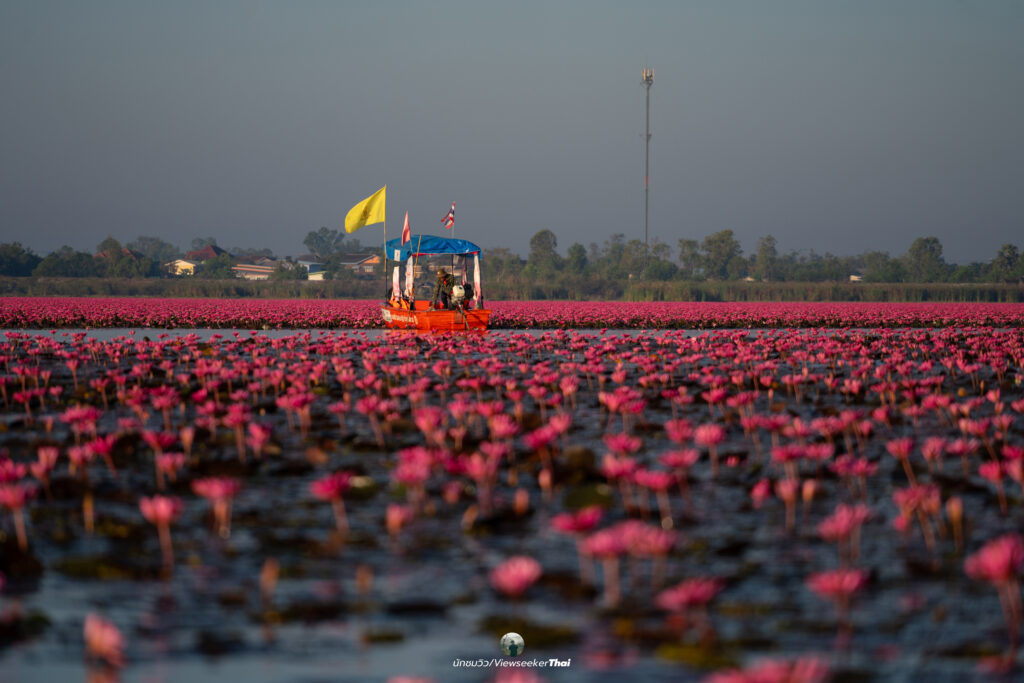 ทะเลบัวแดง