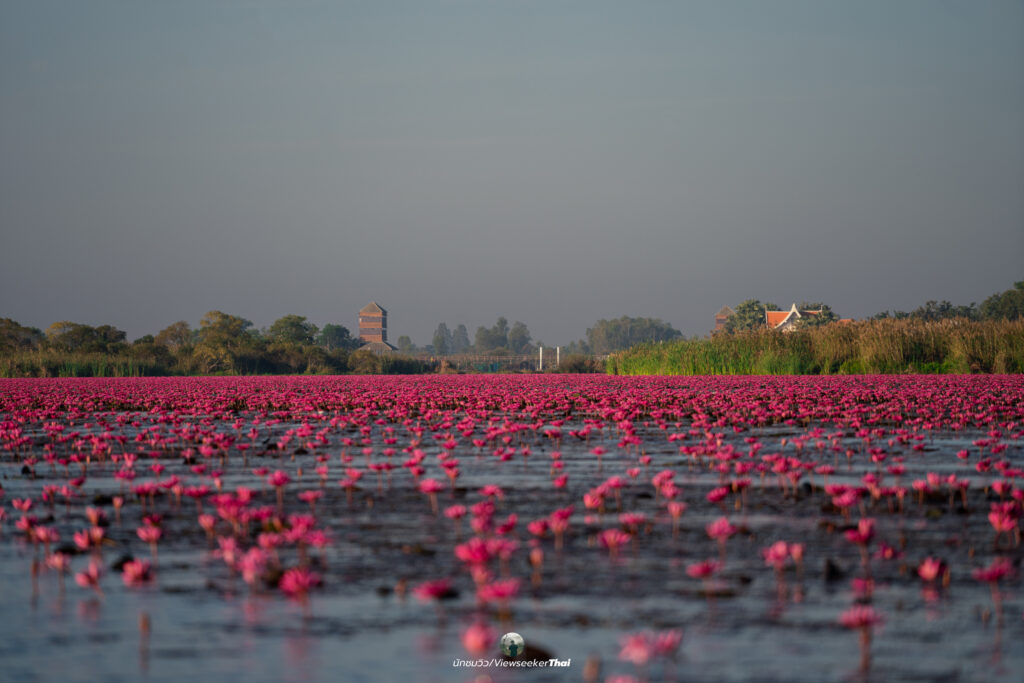 ทะเลบัวแดง