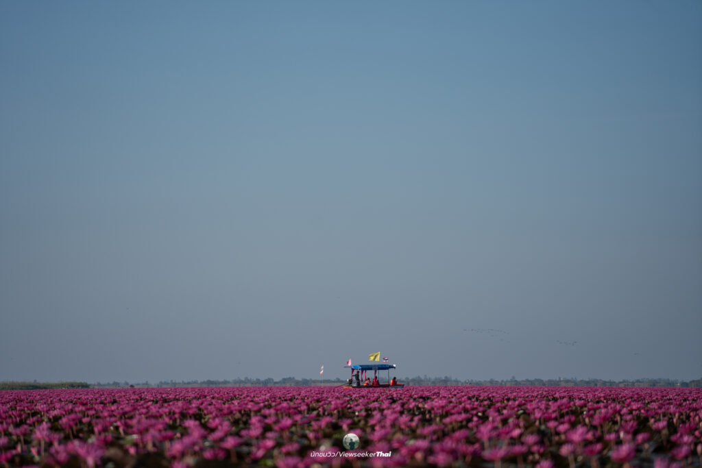 ทะเลบัวแดง