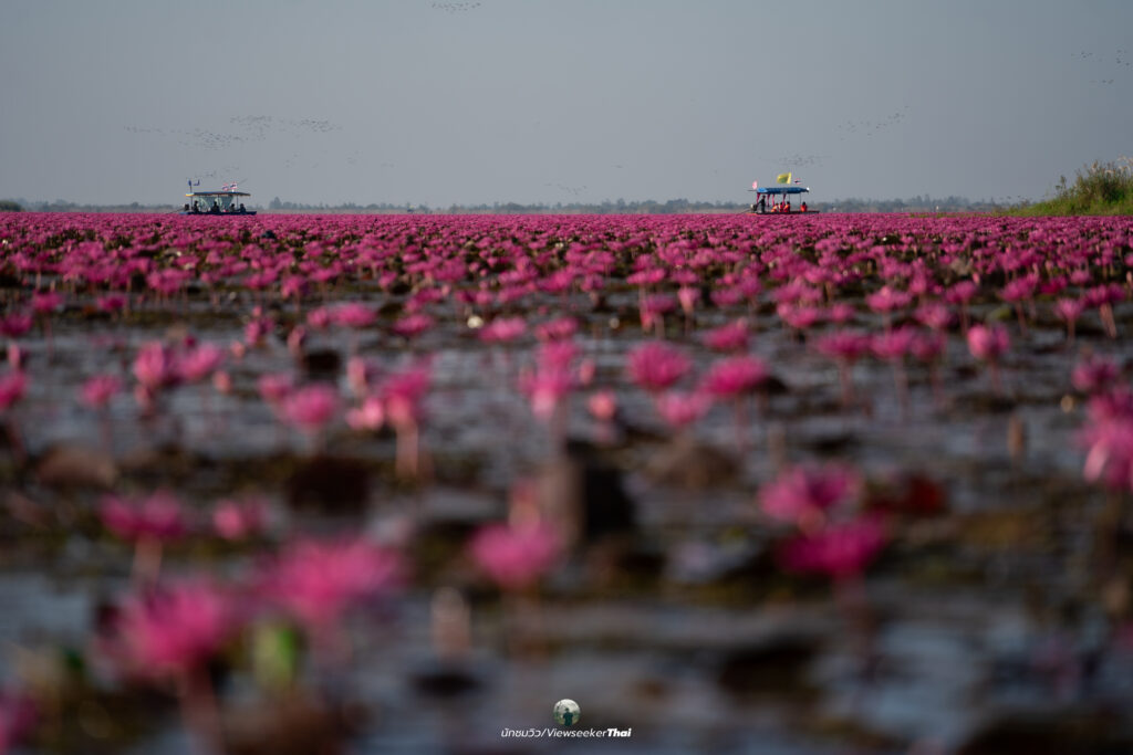 ทะเลบัวแดง