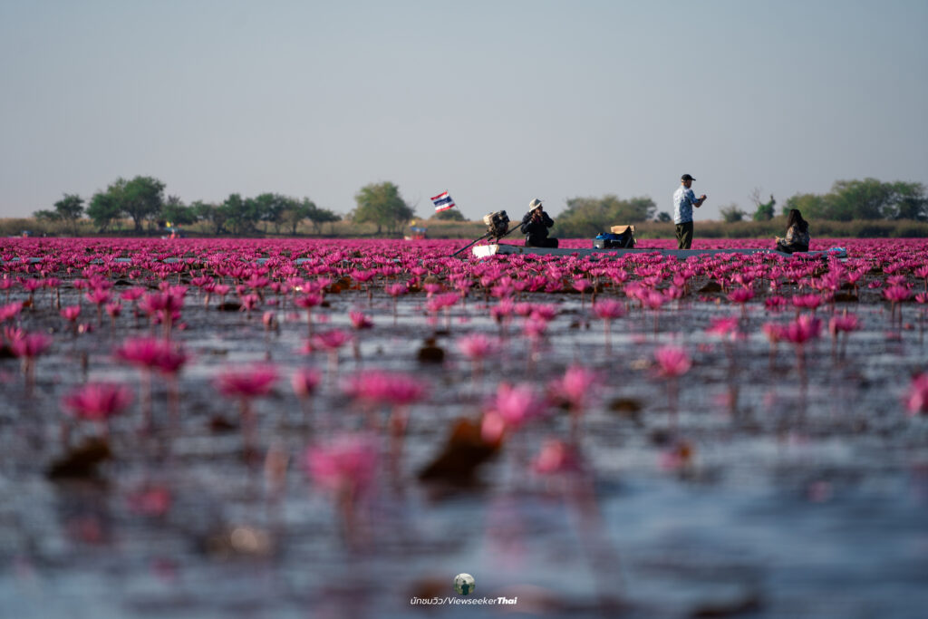 ทะเลบัวแดง