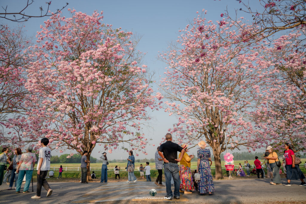 ชมพูพันธุ์ทิพย์ กำแพงแสน