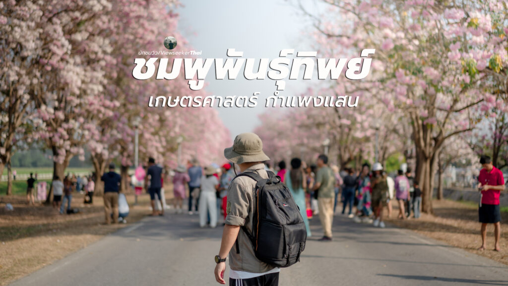 ชมพูพันธุ์ทิพย์ กำแพงแสน